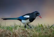 Sroka