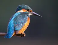 Zimorodek