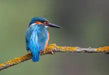 Zimorodek