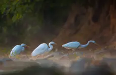 Czaple na polowaniu