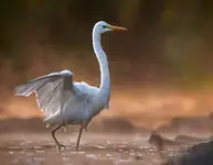 Czapla