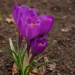 spotkałam wiosnę ;)