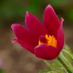 sasanka 
