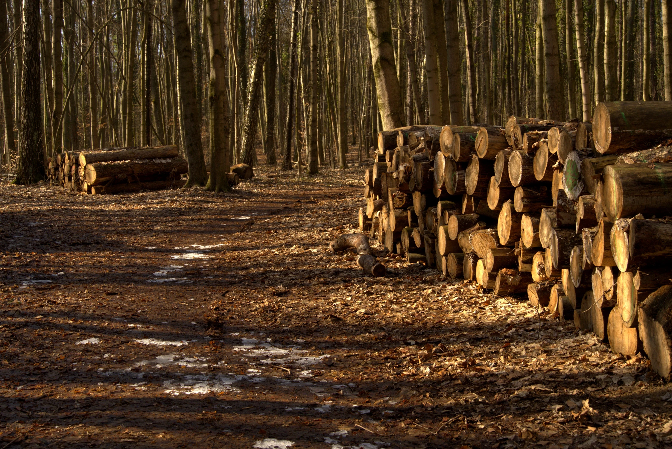 a w kalendarzu jeszcze zima 