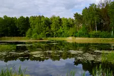 staw na rzece  Miazga 