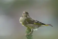 dzwoniec