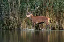 W popołudniowym słońcu