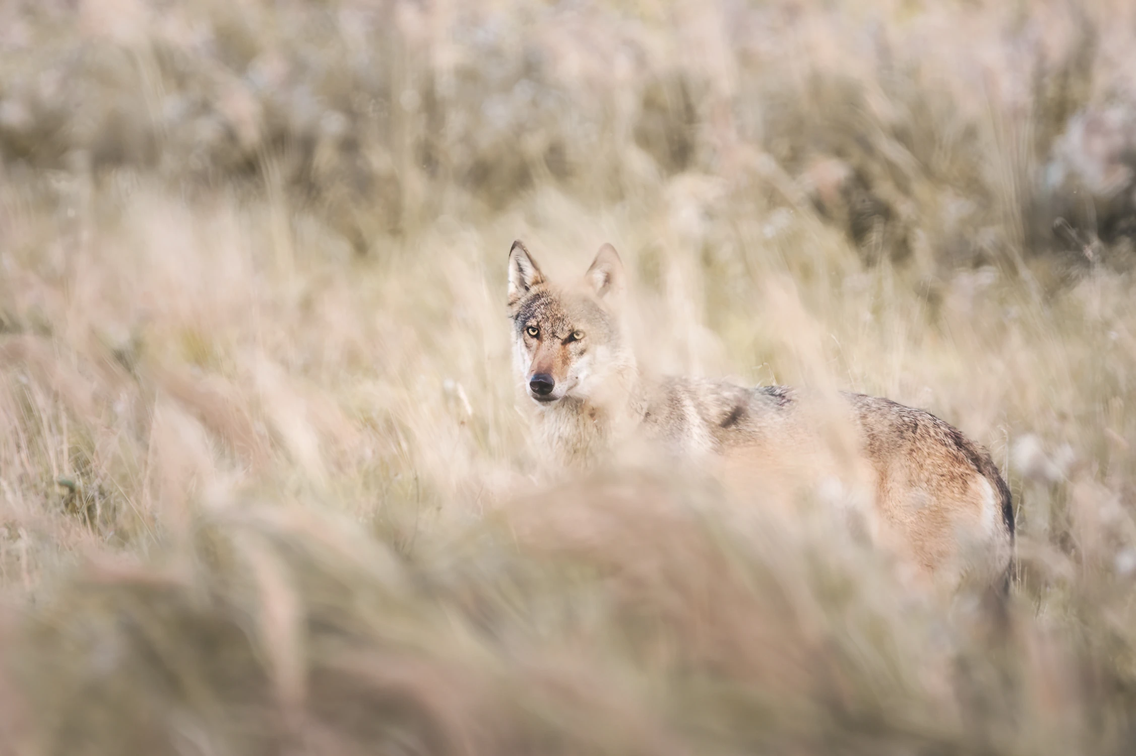 Spotkanie z myśliwym