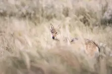 Spotkanie z myśliwym