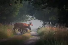 Dobra wiara idziemy