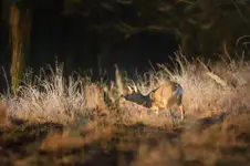 Skradając się jak mysz