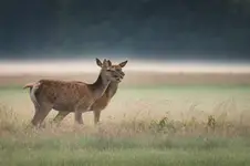 Pogawedki we mgle