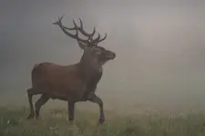 Parada z gracją