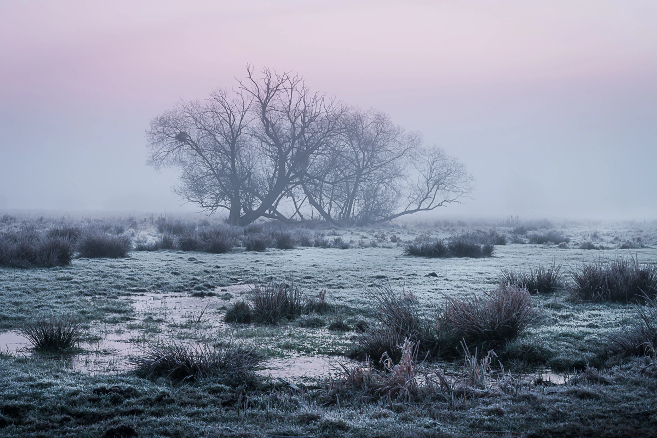 Zmrożony na różowo wschód
