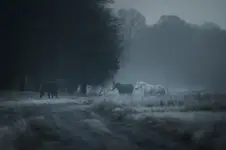 Na leśnej ścieżce