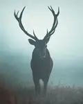 Majestat