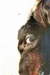 1000048379
