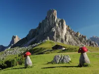 grzybobranie 