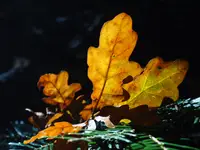 Jesienne refleksje