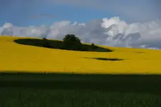rzepak