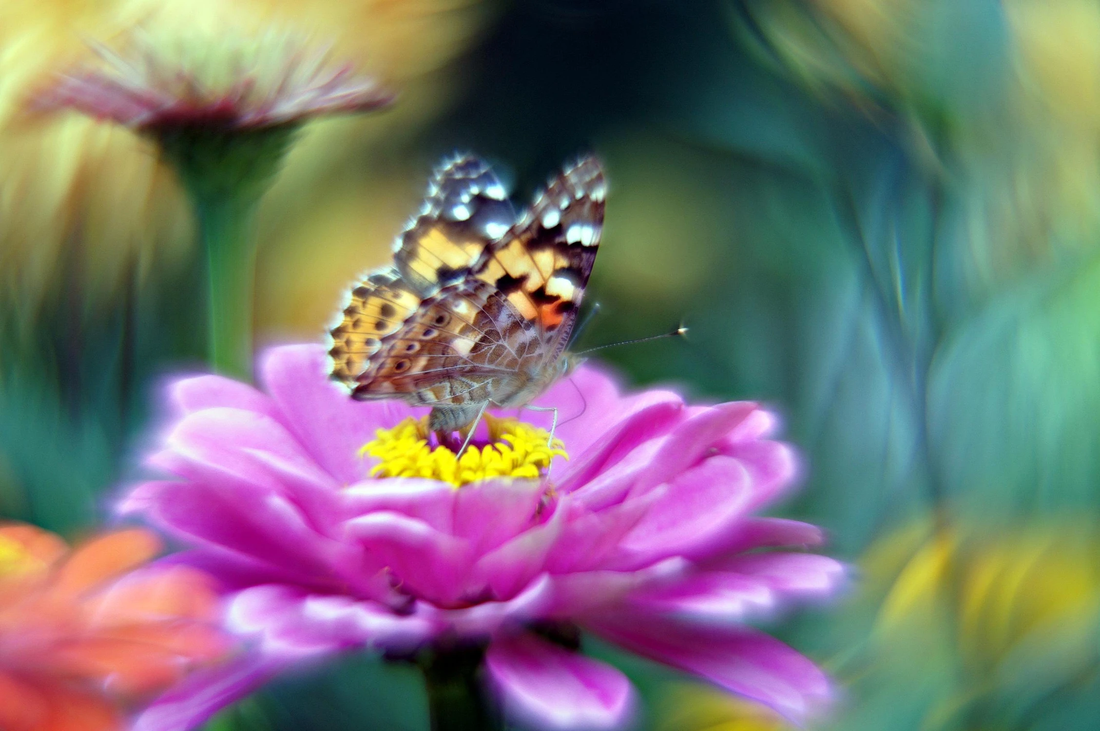 Madame Butterfly