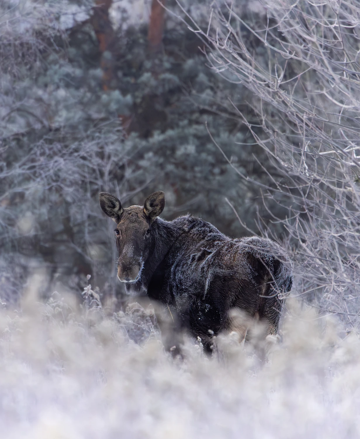 W zakamarkach puszczy 