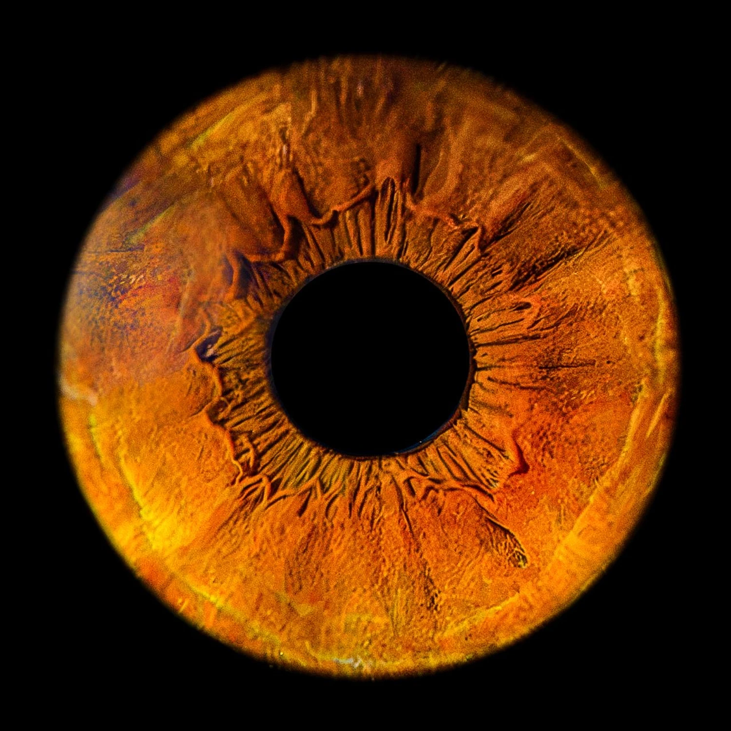 IRIS 