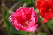 tulipan