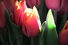 tulipan