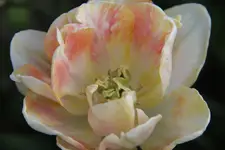 tulipan