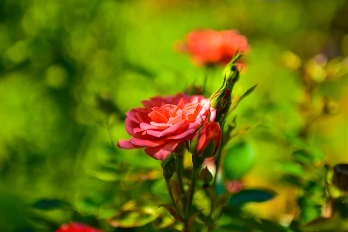 BarszczewskiPhoto