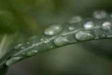Liść po deszczu