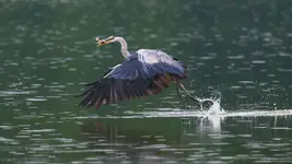 Czapla 