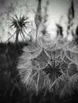 PLF_20250707