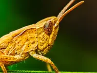 Konik polny