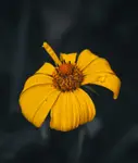 Cynia