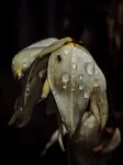 Po deszczu