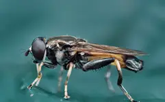 Cierpliwy model