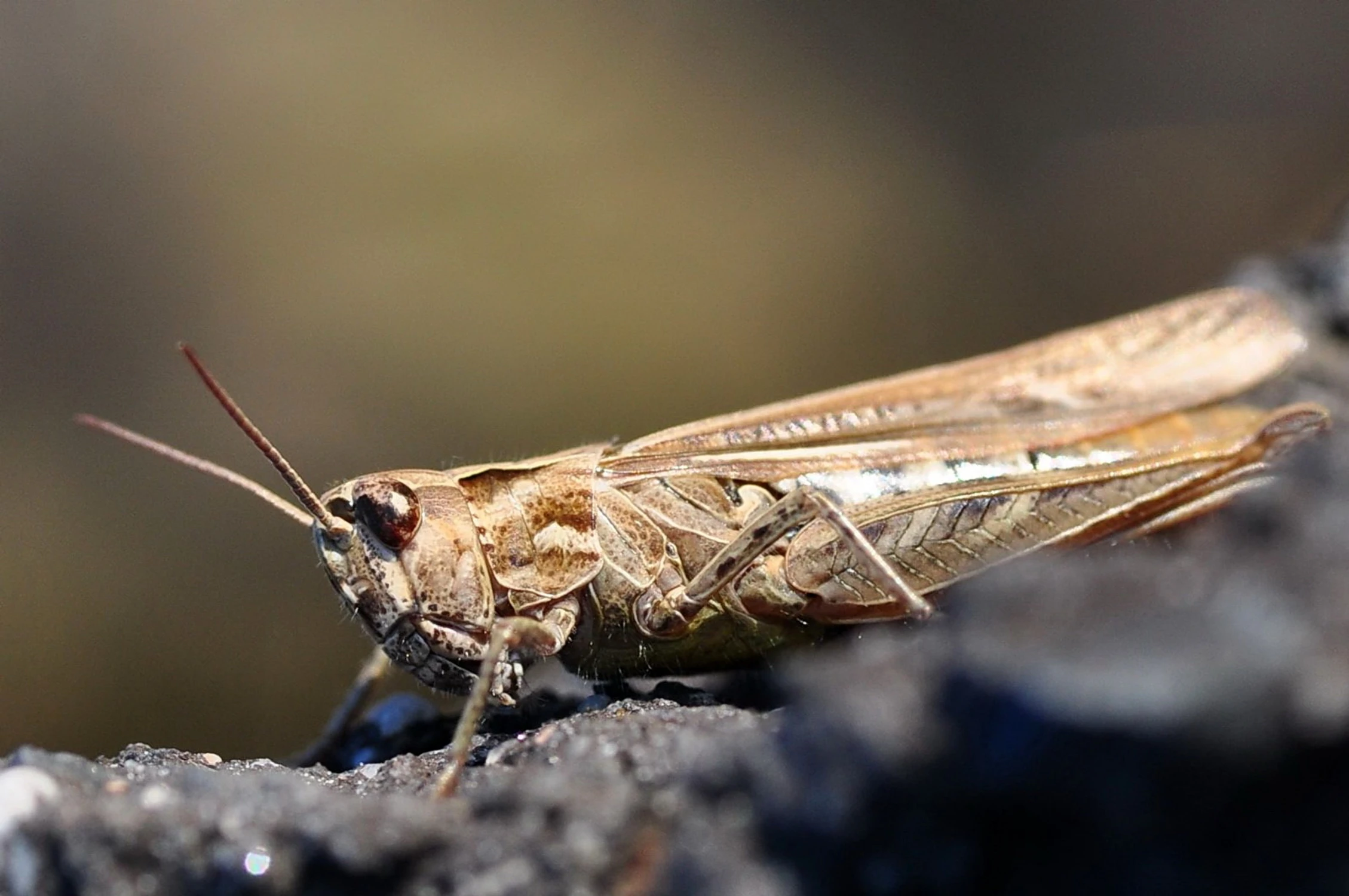 Wyrzeźbiony 