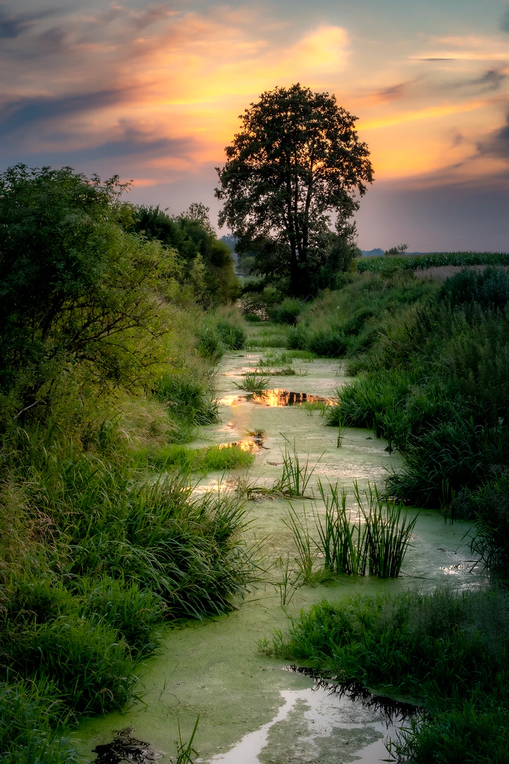 Zielona Struga
