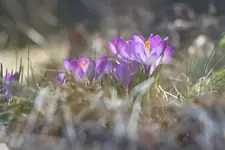 Wiosenne Piękności 