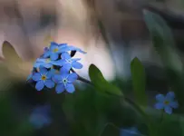 Niezapominajka 