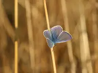 Modraszek 