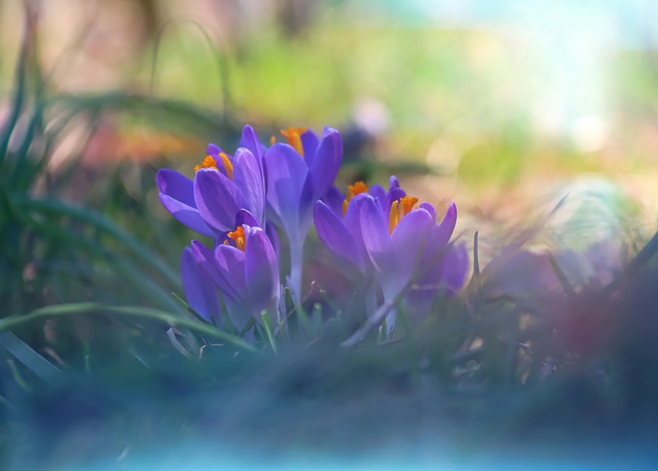 W blasku wiosennego słońca 