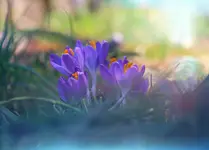 W blasku wiosennego słońca 