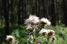 Przekwitłe osty