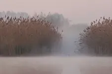 Krajobraz z perkozem