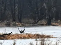 Krajobraz z żurawiami