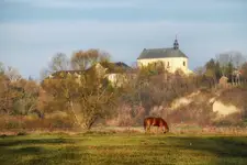 W Drohiczynie na pastwisku