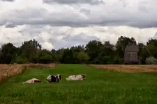 Wiejski pejzaż w pochmurny dzień.